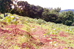 Castor plantation, Nogorpara, West Garo Hills